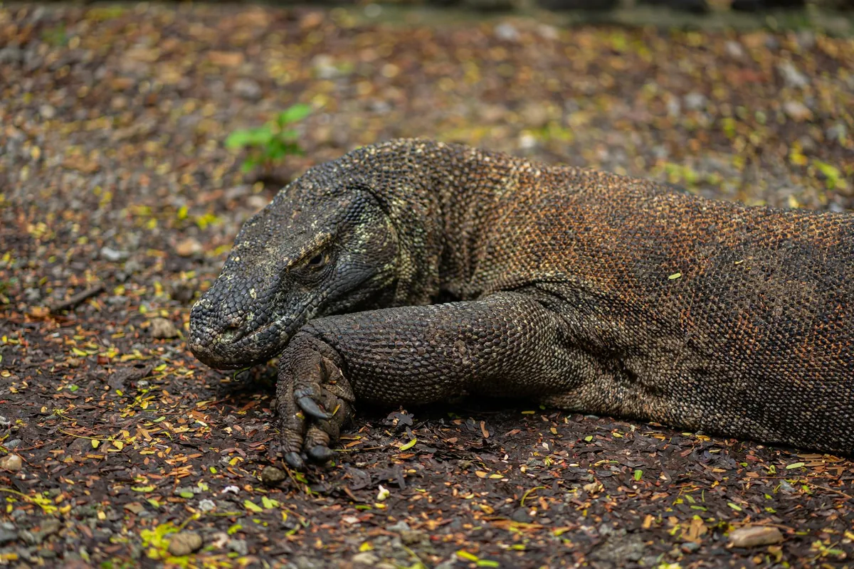 Komodo dragon on Rinca Island, Komodo National Park Indonesia
